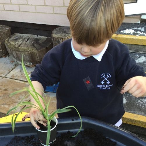 Plantingspiders