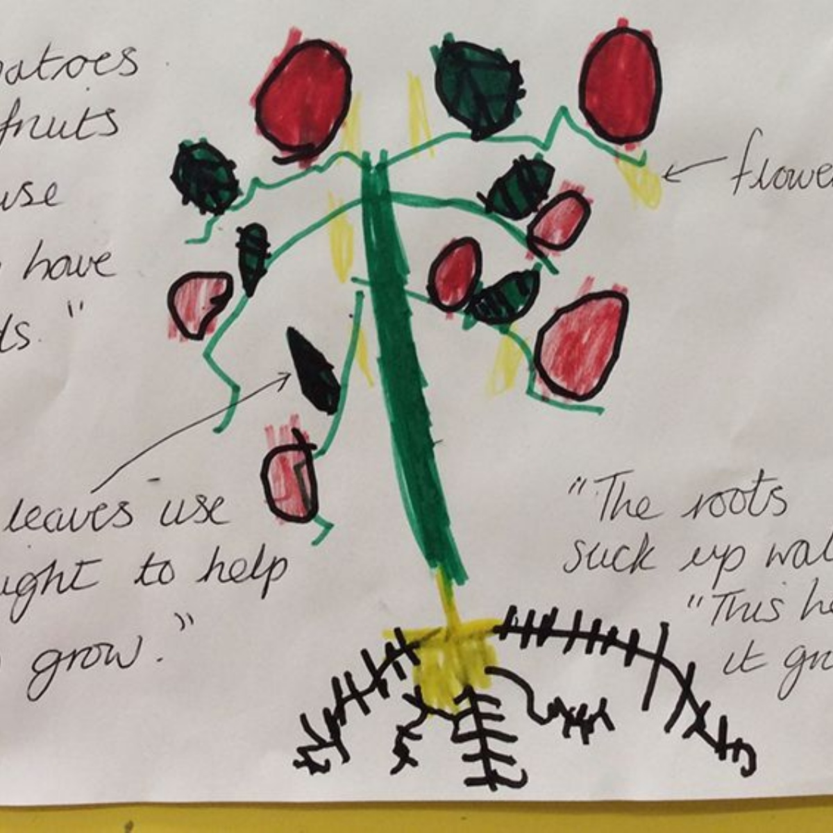 Russell House - How vegetables grow