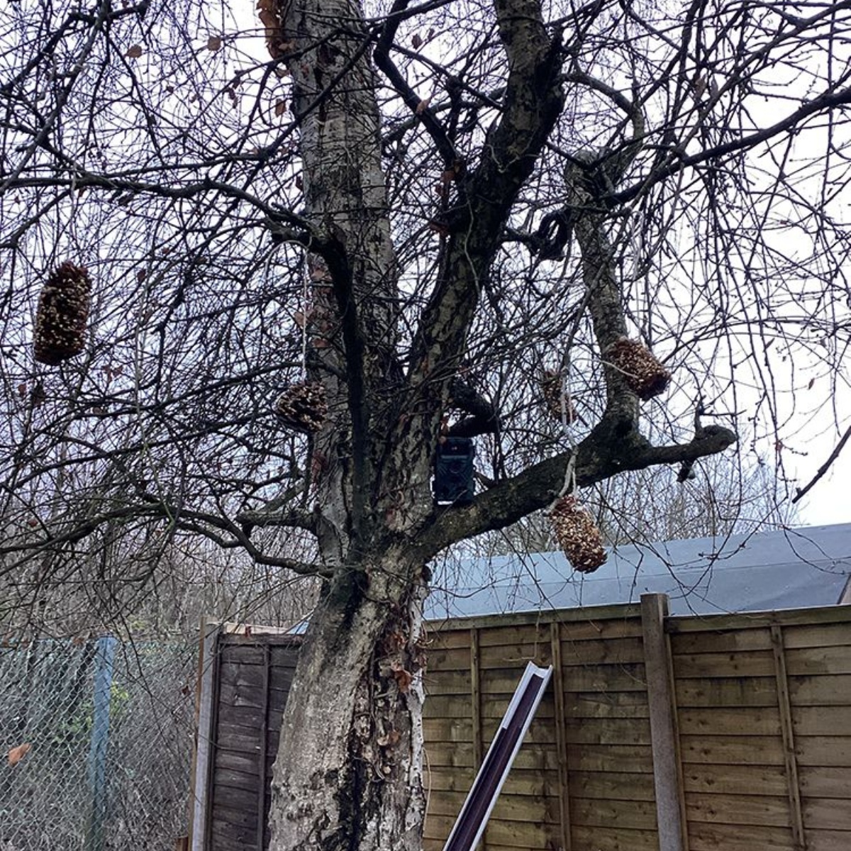 Russell House - Winter birds
